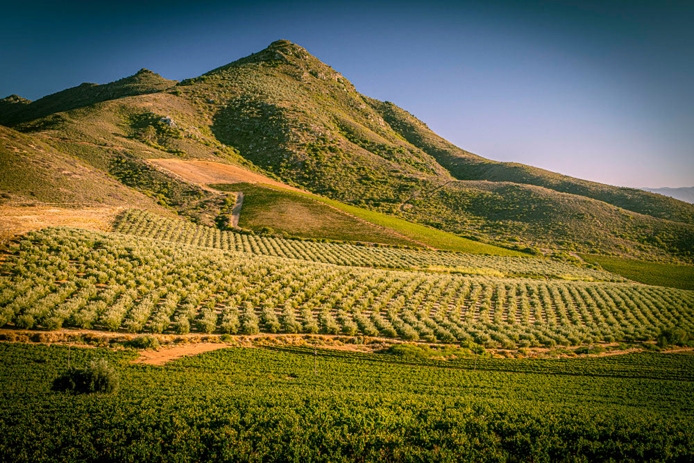 Kloovenburg EVOO