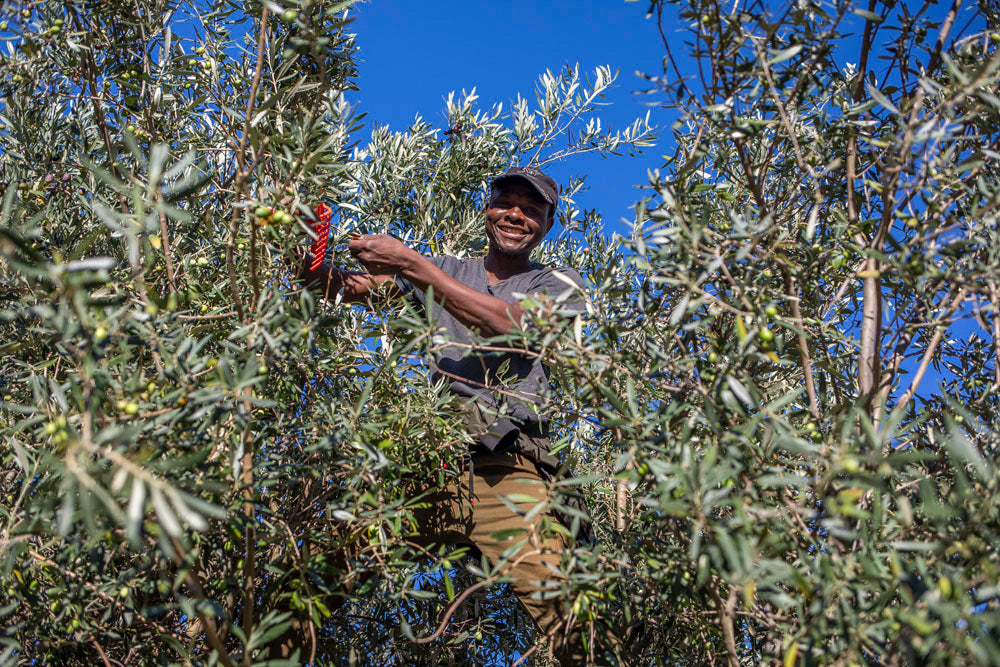 Kloovenburg EVOO