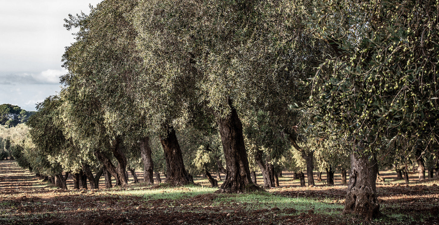 San Giuliano Cuor D'Olivo Fruttato