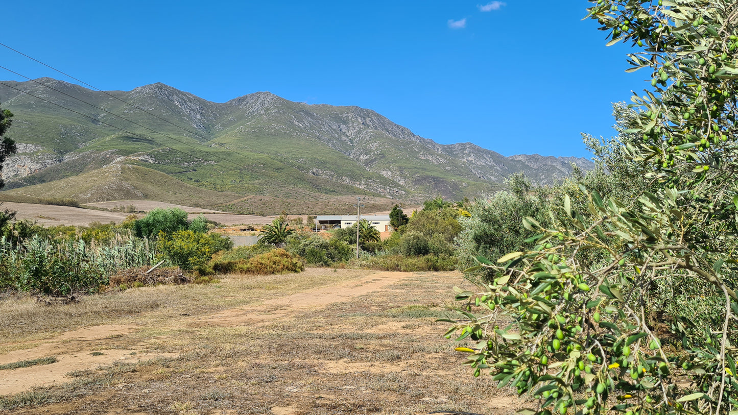 Mardouw - Premium Favolosa Extra Virgin Olive Oil - Cold Pressed