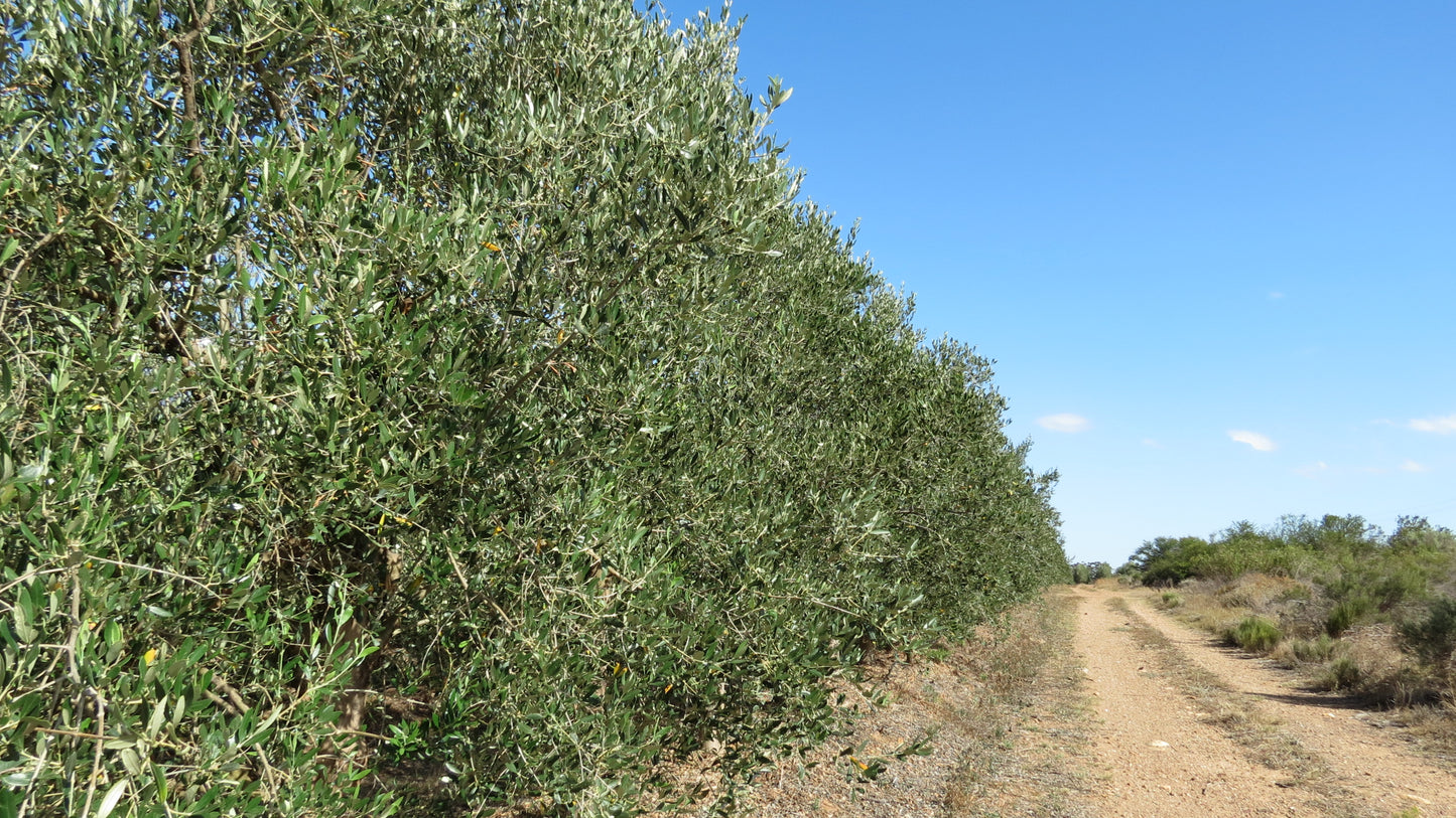 Mardouw - Premium Favolosa Extra Virgin Olive Oil - Cold Pressed