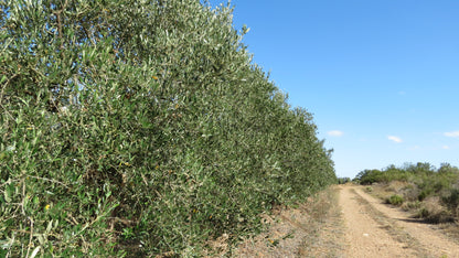 Mardouw - Premium Favolosa Extra Virgin Olive Oil - Cold Pressed