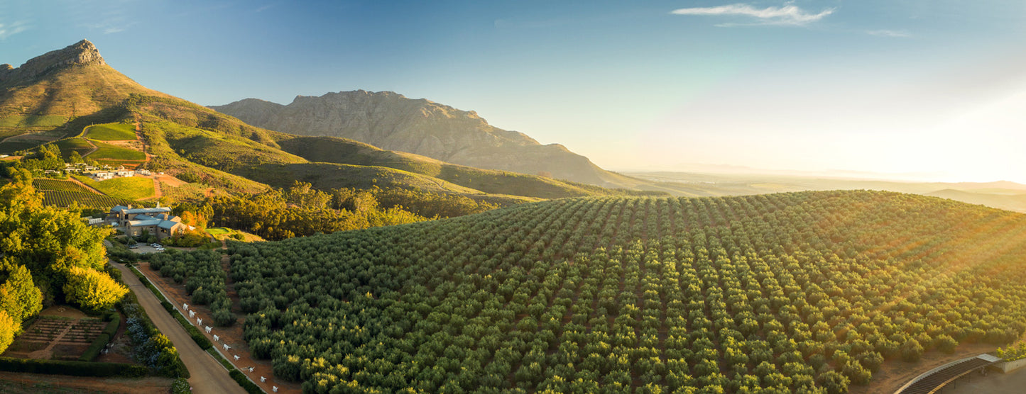 Tokara - Frantoio Extra Virgin Olive Oil - Cold Extracted